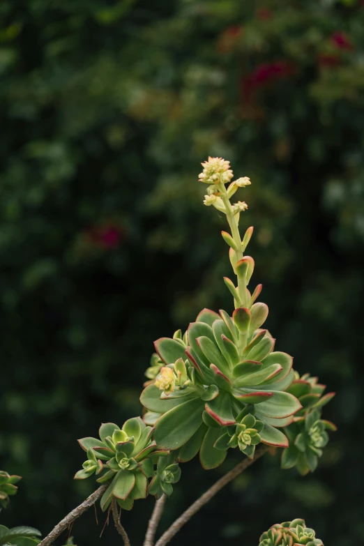 a very small plant sitting on a table