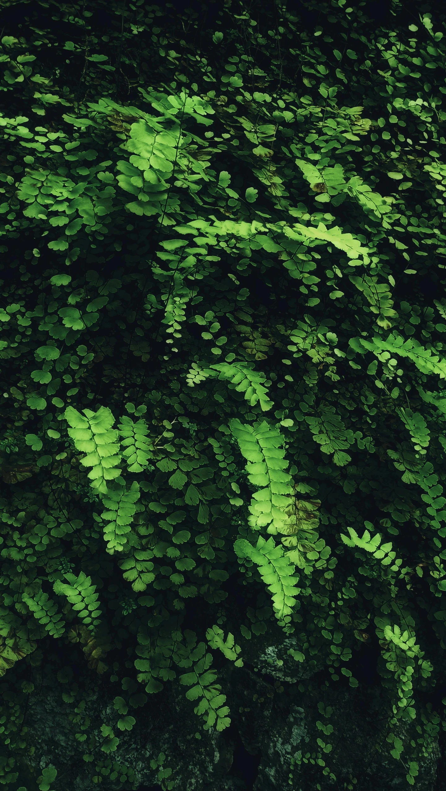 green leaves are growing on the bark of this tree