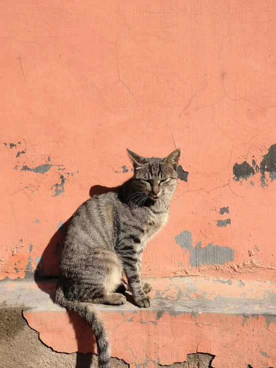 a cat sits near the end of a grating