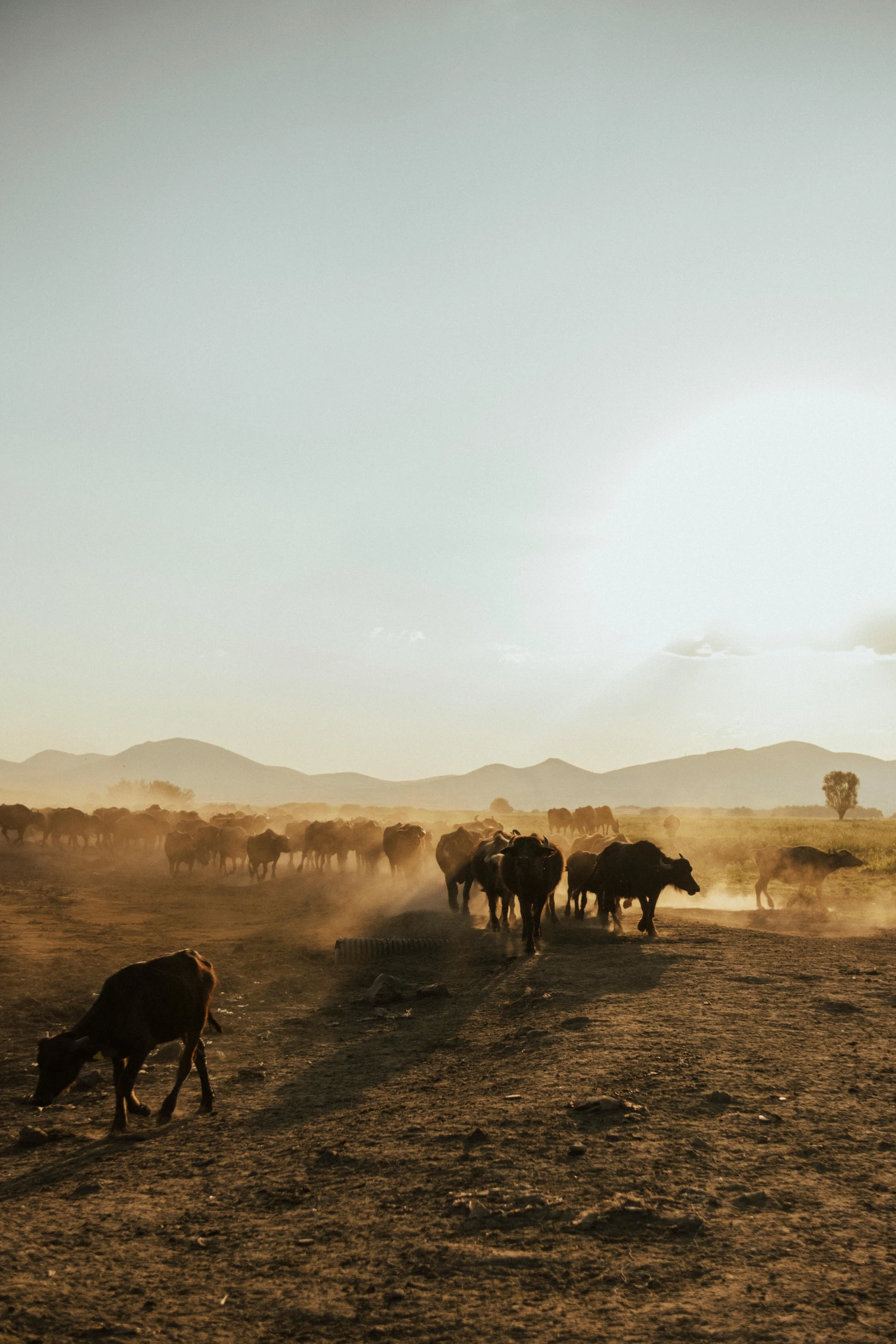 herd of cattle on dirt plain near water and hills