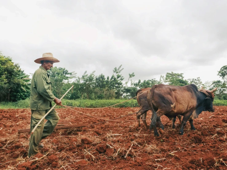 a man and two cows in a field with tree nches