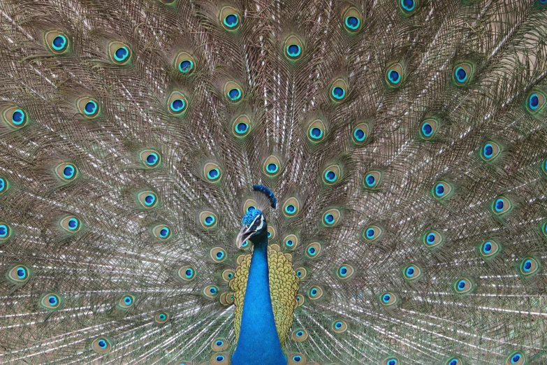 a peacock displaying its feathers full of plumage