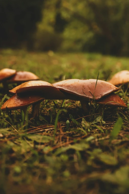 mushrooms on a grass covered field in front of trees