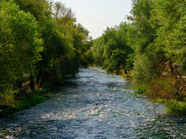 a river runs through the center of the forest