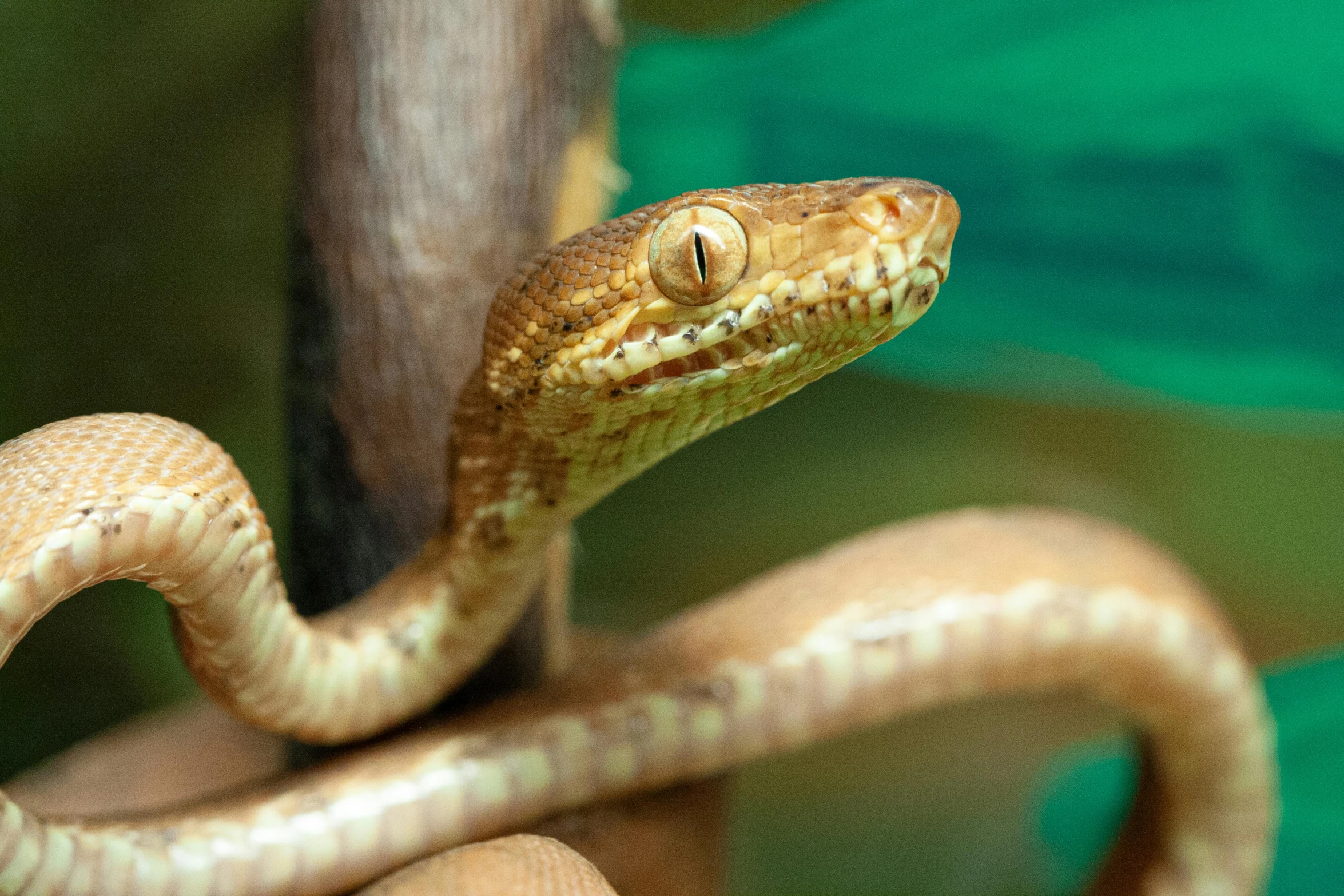 a large brown snake is eating a leaf