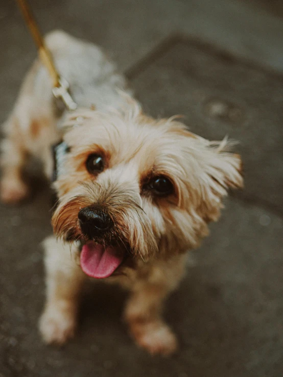 a small dog looking directly at the camera