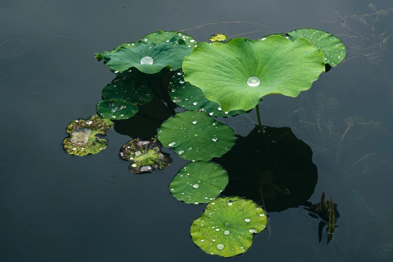 there is a lily in the water with drops on it