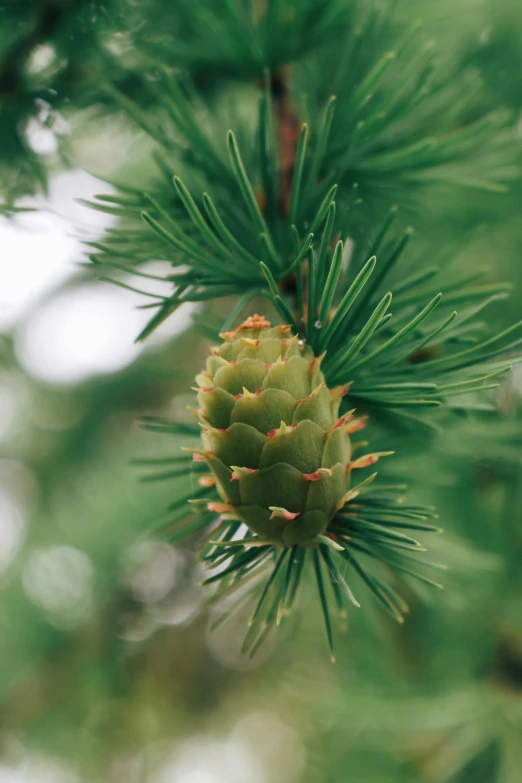 a pine is still hanging in the green needles