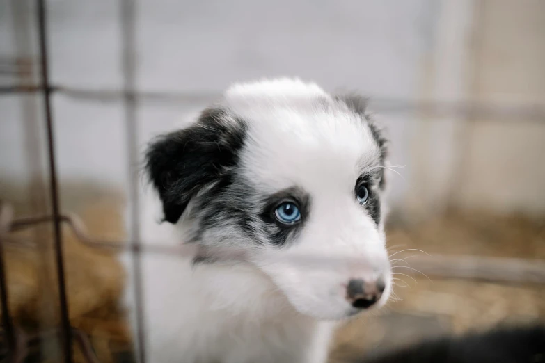 a blue eyed puppy with it's head out from behind a fence
