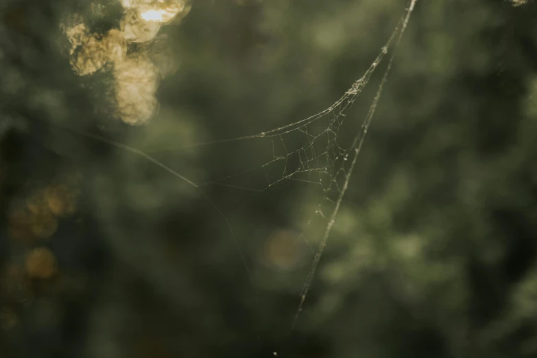a spider web hanging in front of some trees
