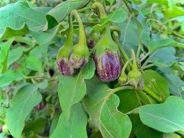 buds blooming on green leaves next to small flowers