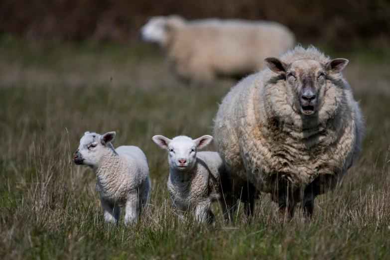 an adult sheep standing with two young lambs