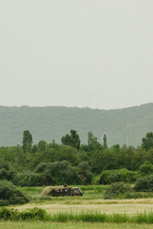 a couple of animals standing on top of a grass field