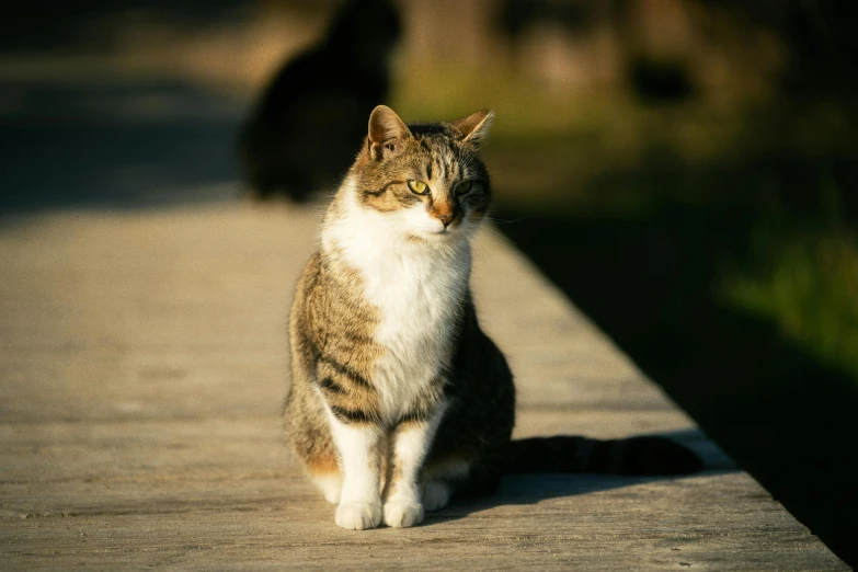 the cat sits on a sidewalk looking back