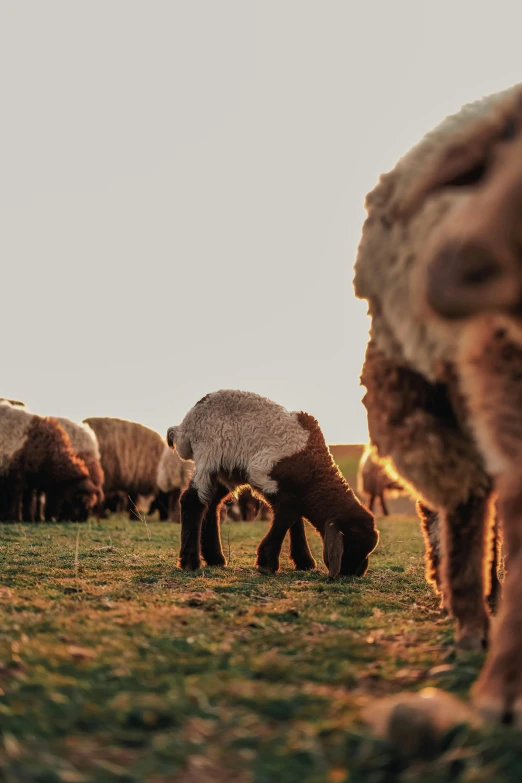 a group of sheep grazing on green grass in a field