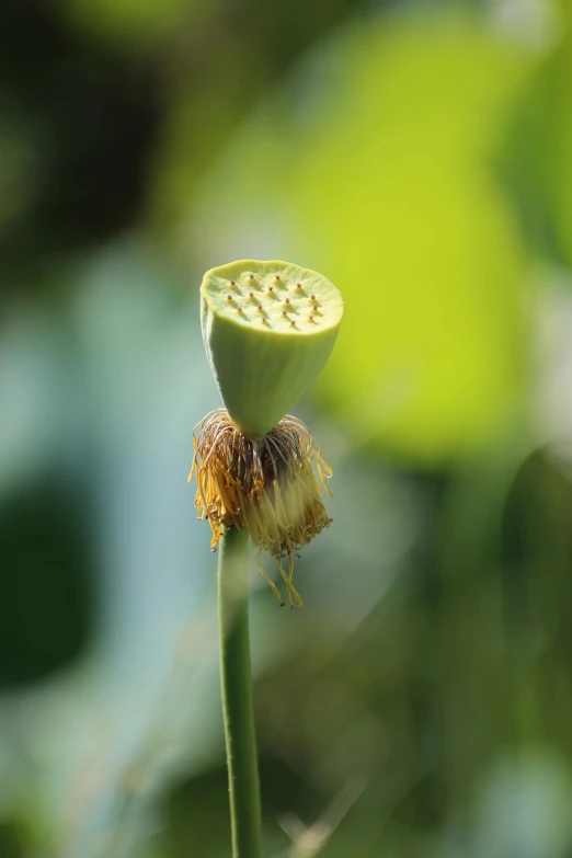 a flower that is budding off on some stems