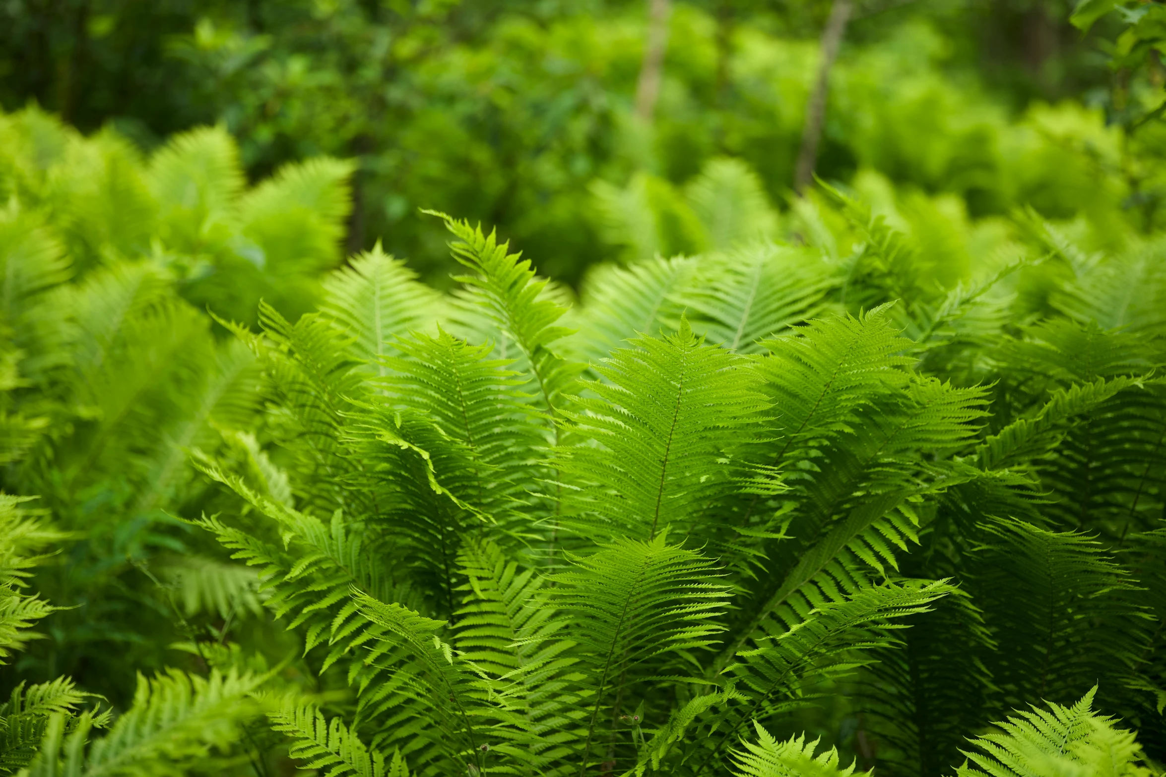 green ferns grow in the forest with many leaves