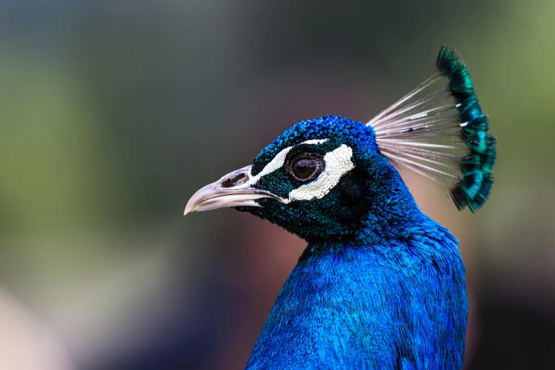the colorful peacock is standing on a piece of wood