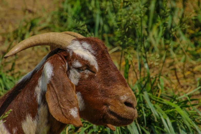 a goat with white and tan spots looks at the camera