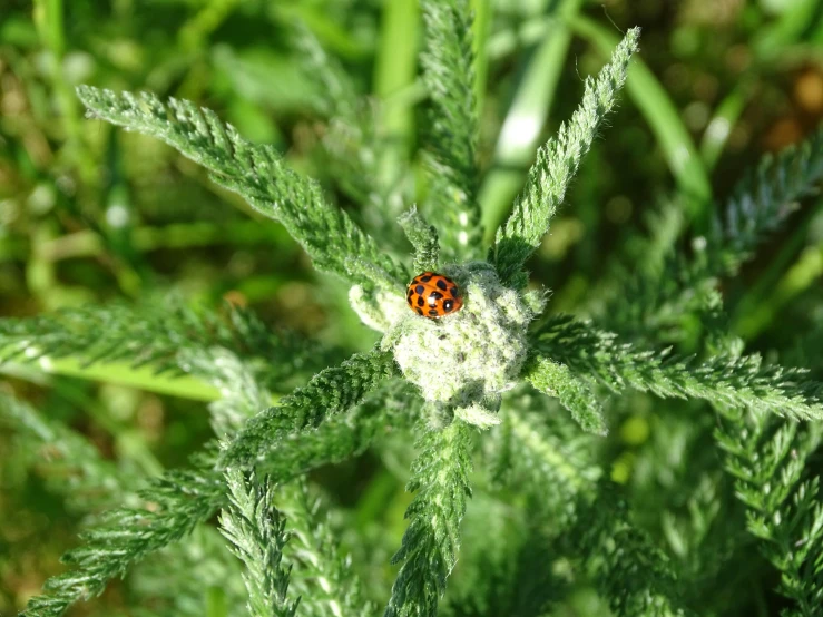 a red lady bug on a green plant