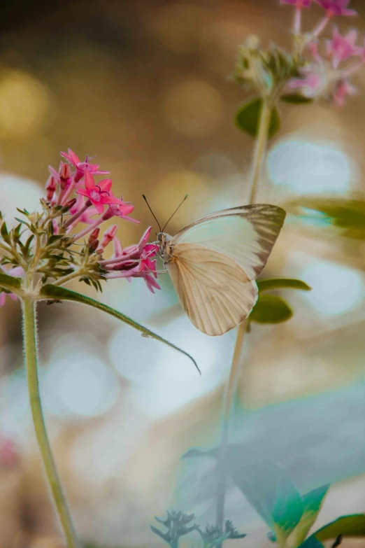 there is a white erfly resting on the flower