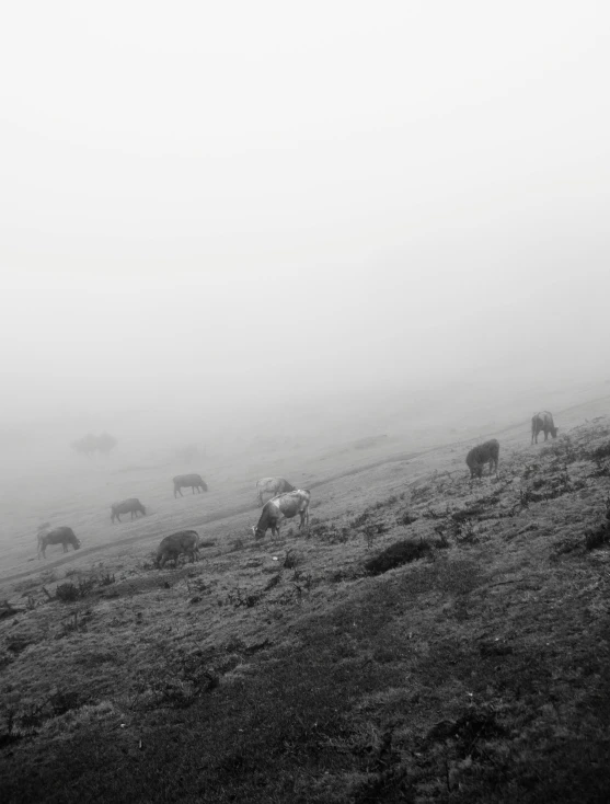 a herd of cattle grazing in the foggy field