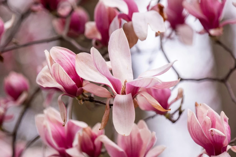 a tree with pink blossoms and green leaves