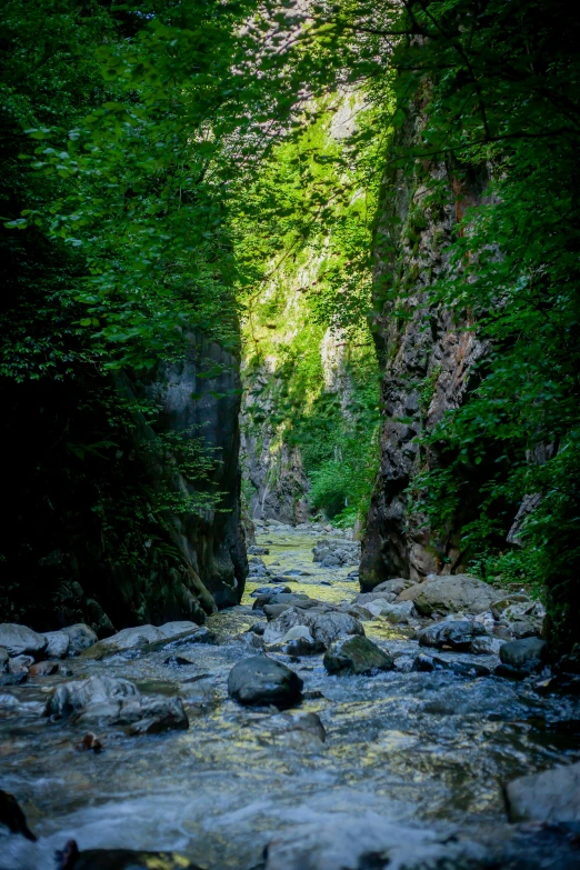 a narrow river running through a lush green forest