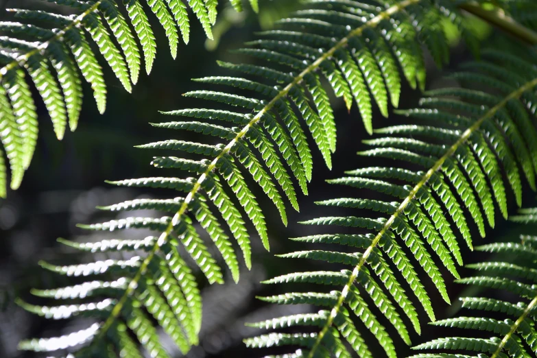 a close up s of leaves on a tree