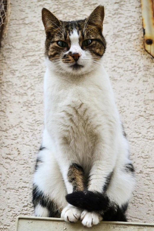 a calico cat sitting on top of a box