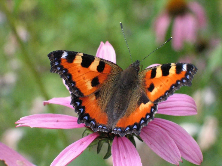 a orange and black erfly is on a flower