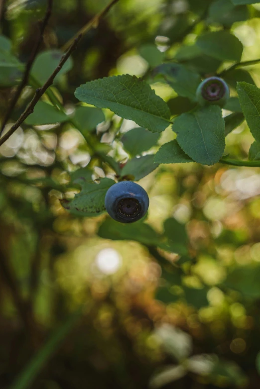 a berry still on the nch of a tree