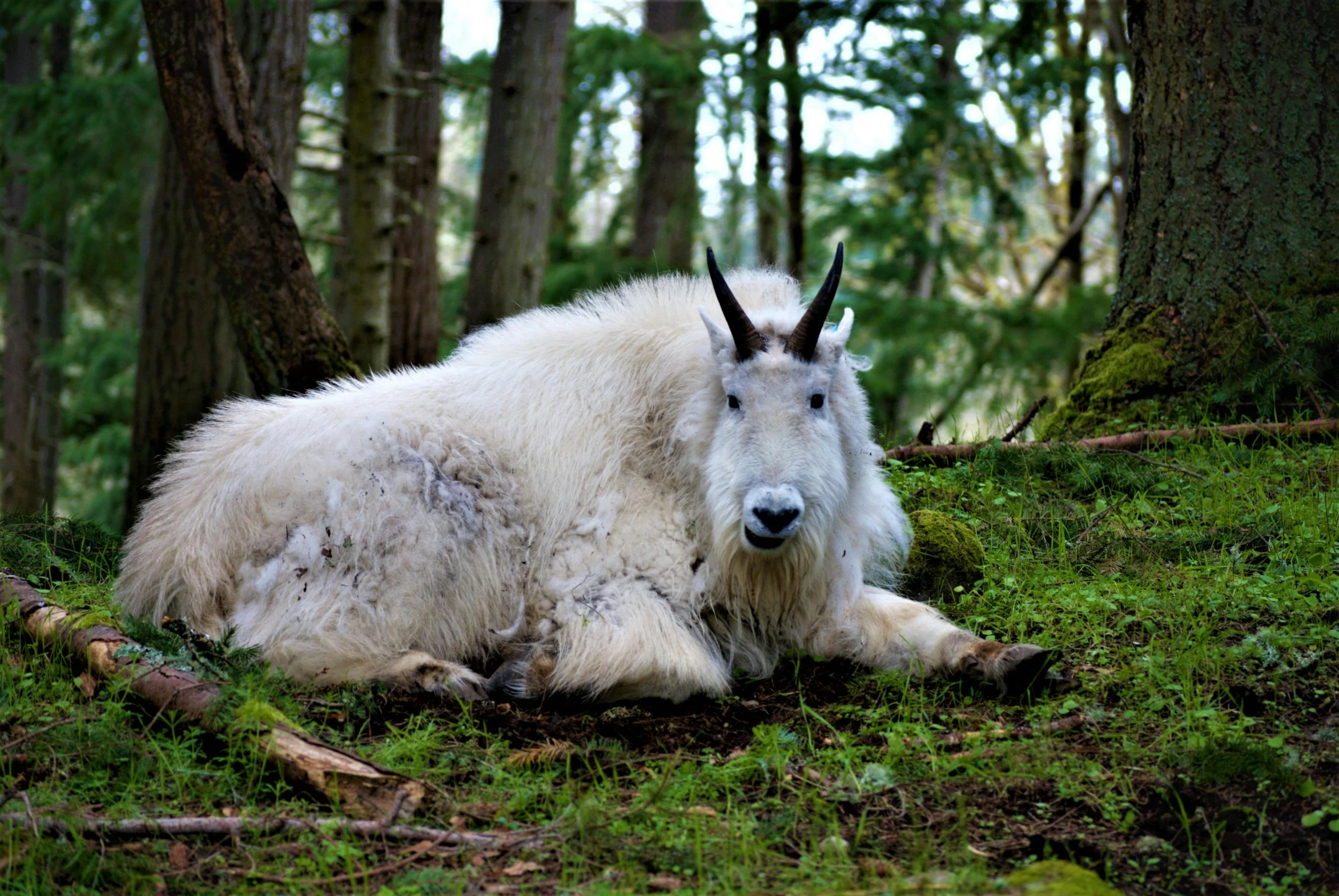 a mountain goat that is laying down in the forest