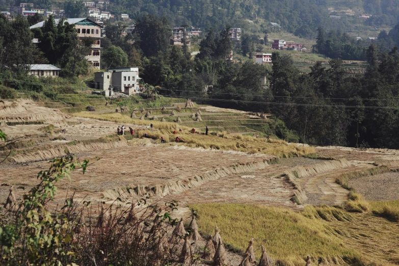 people walking in an open field with tall trees and houses in the background