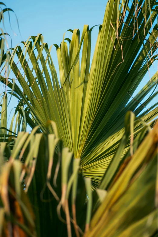 the large green plants are almost leafy