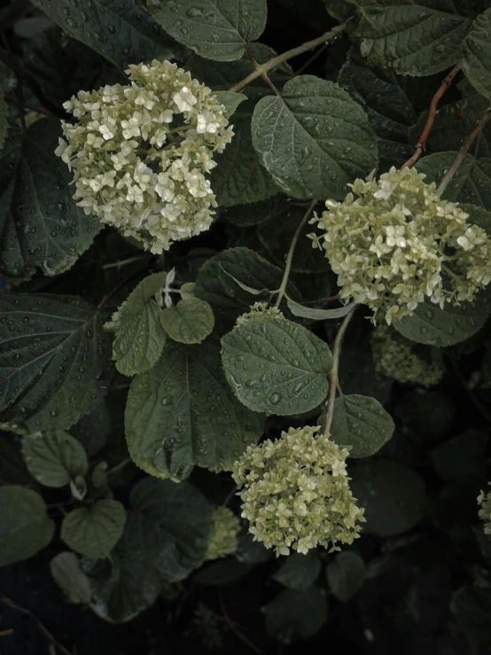 a tree that is in bloom with many leaves