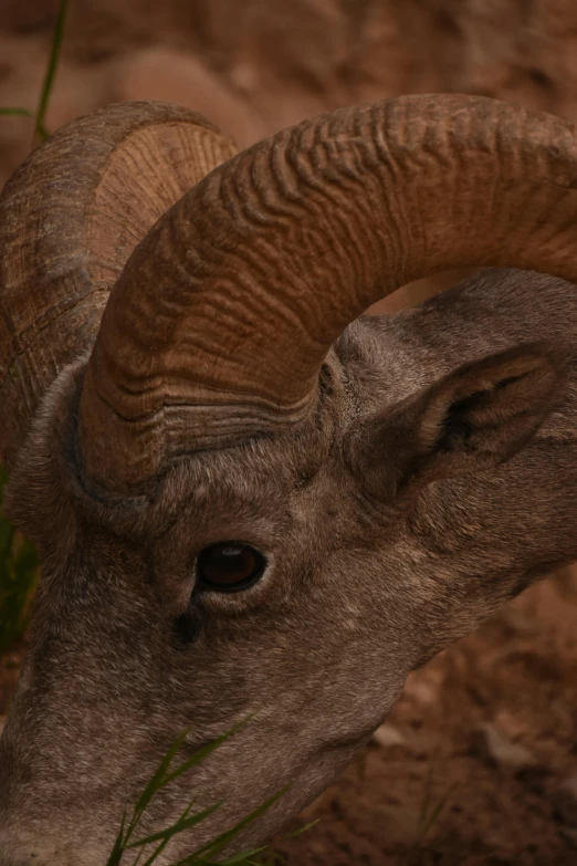 a ram with huge horns has it's head slightly tilted