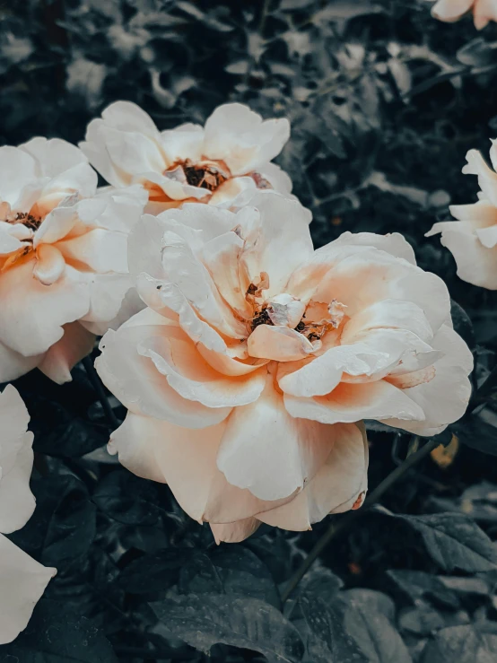 some white and orange roses in the bushes