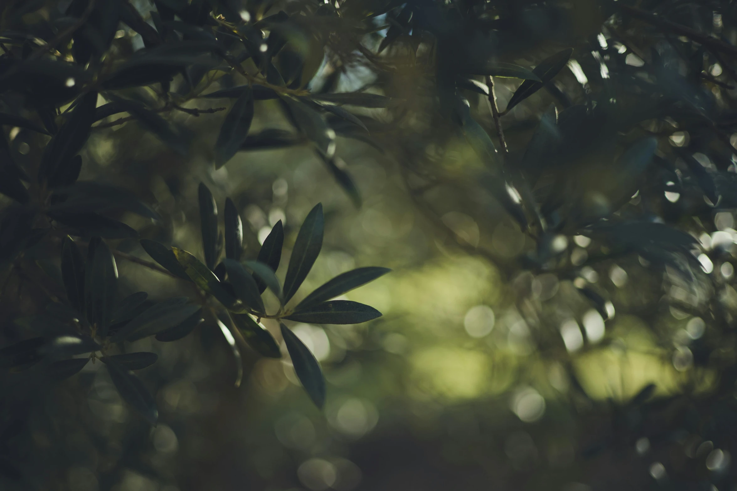 a leafy tree nch with the sunlight coming through the leaves