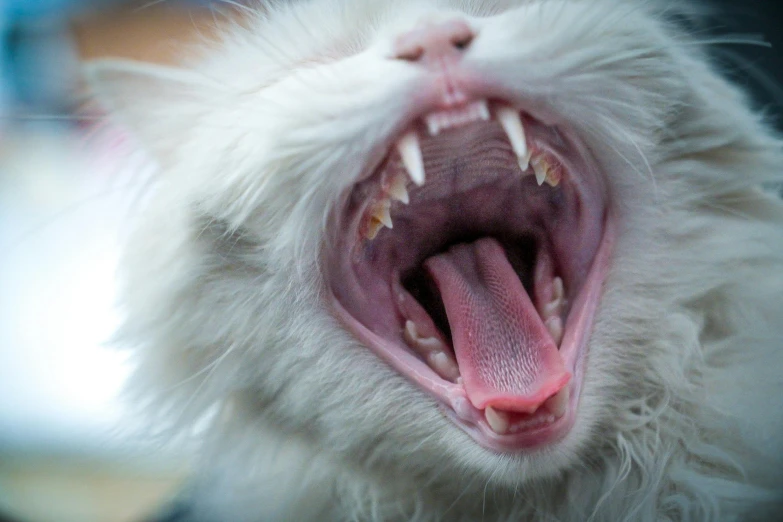 a close up of a cat's mouth with open and white teeth