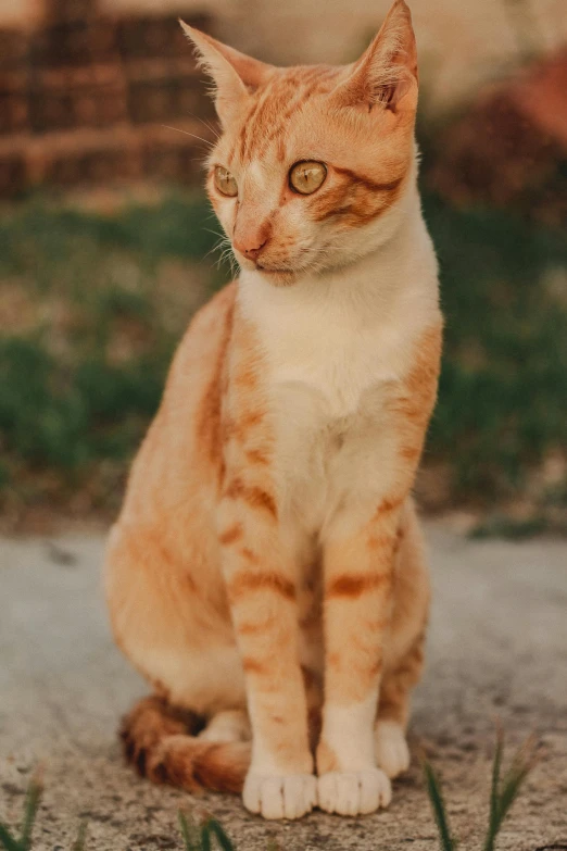 a cat sitting on the ground next to a fence