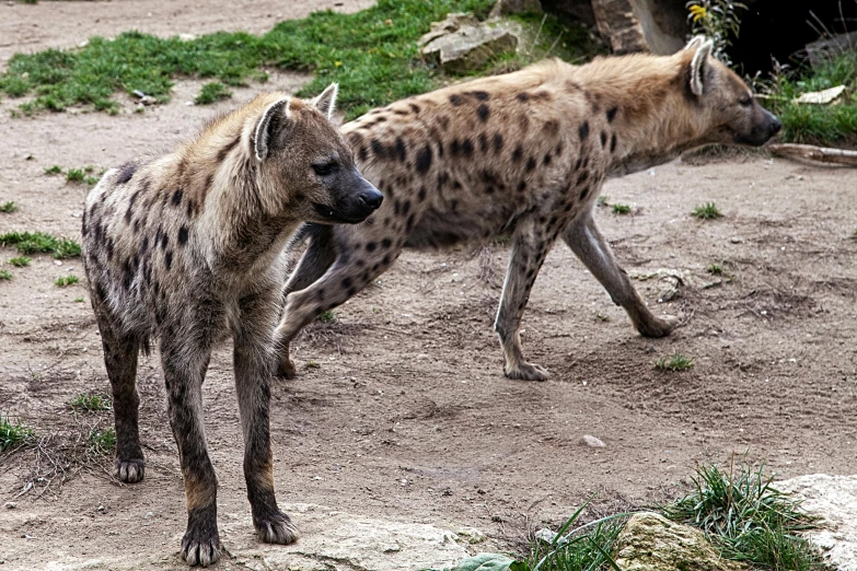 a pair of wild hyenas walking across a dirt field