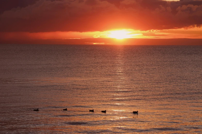 two ducks swimming in the water with a sun setting in the distance