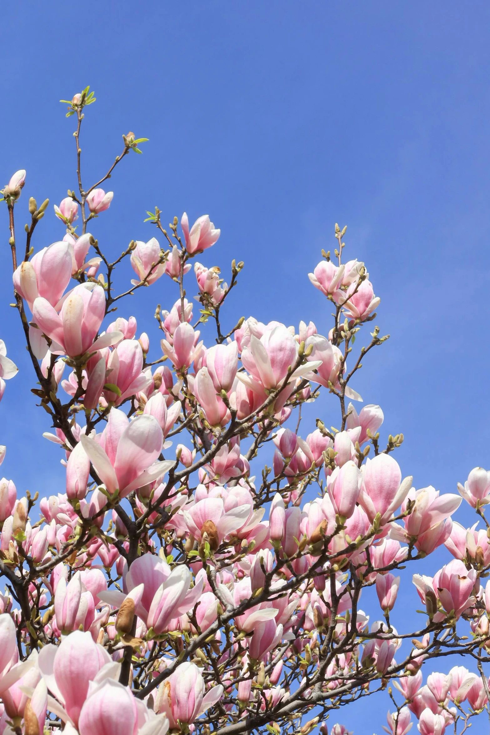 some pretty pink flowers against a blue sky