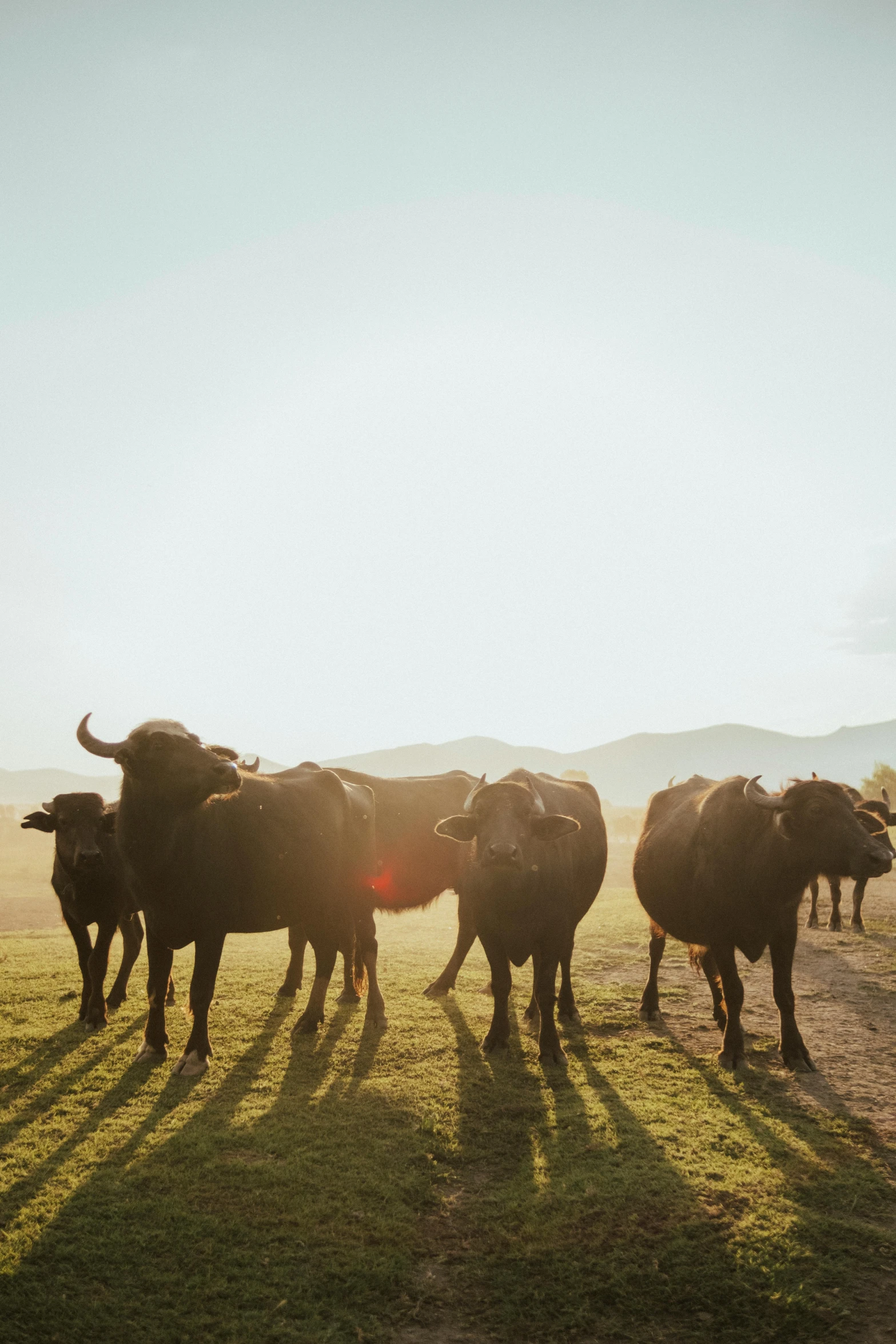 cattle are standing in the field in the shade