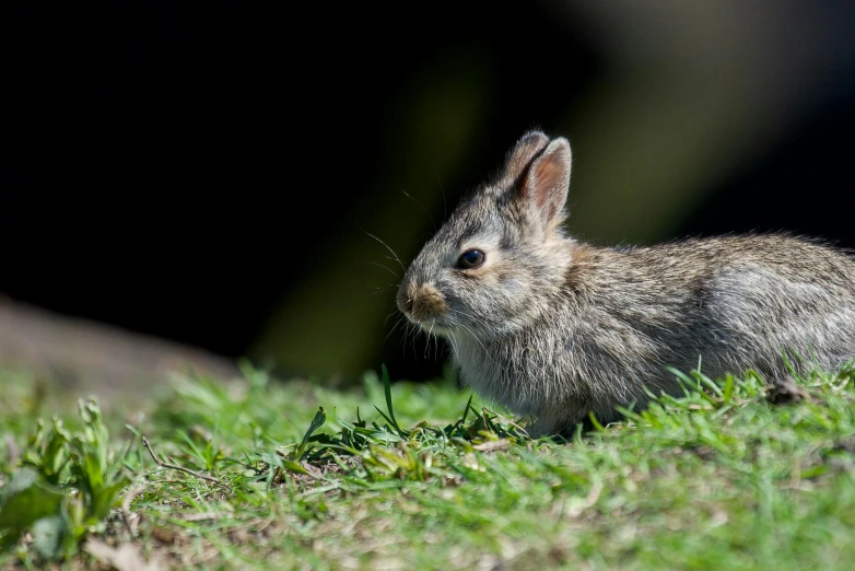 a close - up of a bunny rabbit sitting in the grass