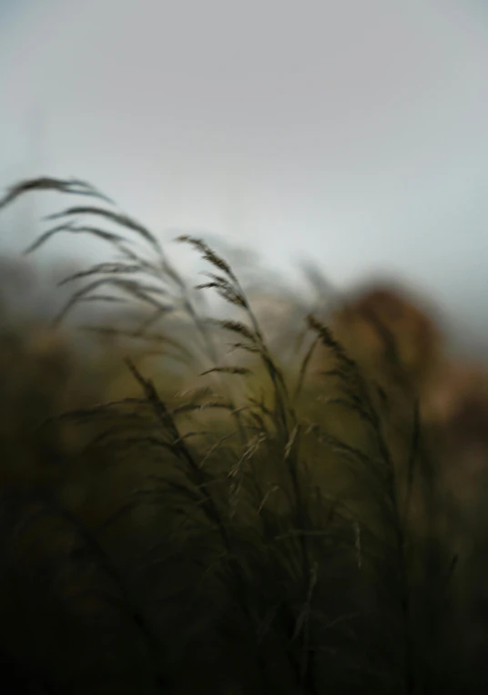 a blurry picture of tall grass in front of an overcast sky