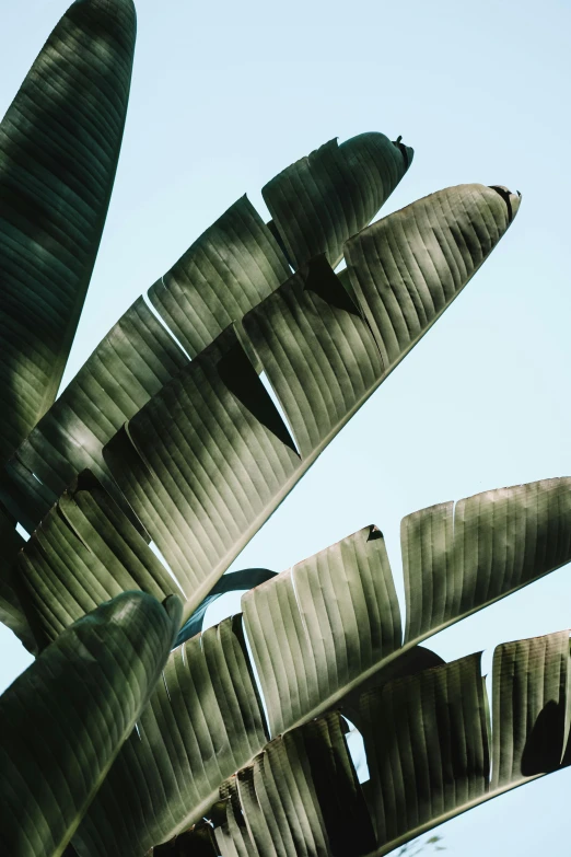 a bird is sitting on top of a large plant