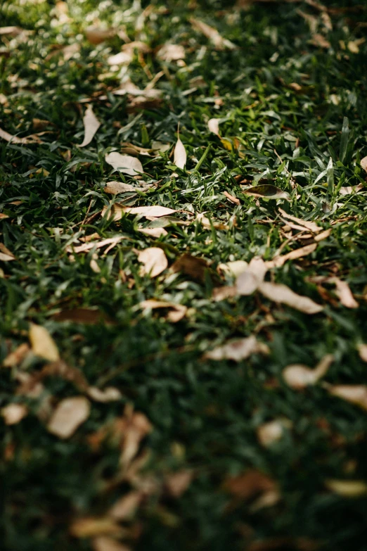 close up po of green grass and leaves