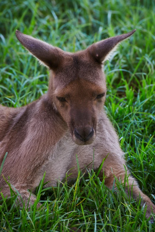 a close up of a kangaroo laying in the grass